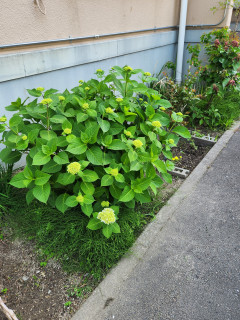 竜田川ブラブラ　　　出舞