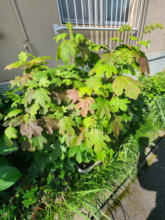 紫陽花日記　　出舞