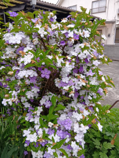 ニオイバンマツリ　　　出舞