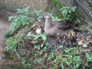 カルガモ一家　　　出舞