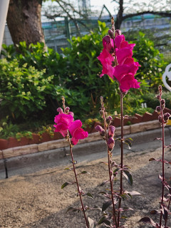 早朝徘徊　　　出舞