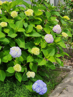 紫陽花日記　　　出舞