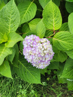 紫陽花日記　５月22日