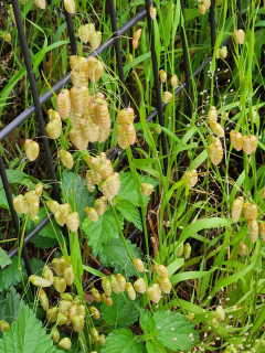竜田川早朝散歩　　　出舞