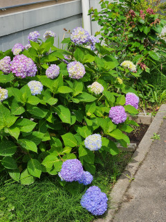 紫陽花日記　5/27　　出舞