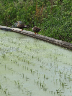 五月も終わりですね。　　出舞