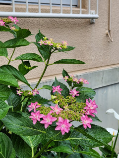 紫陽花日記　6/1　　　出舞