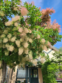 スモークツリー　　　出舞