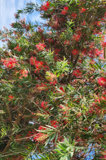 珍しい木（花）　P2　　出舞