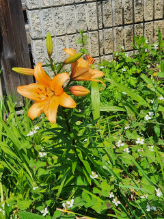 ユリの花開花　　　出舞