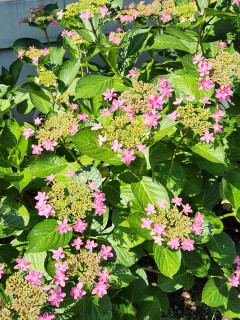 紫陽花日記　6/5　　　出舞