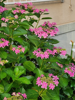 紫陽花日記　6/9　　出舞