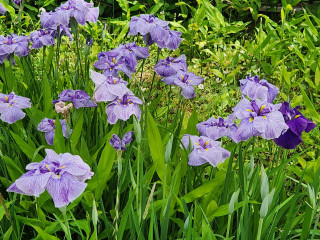 梅雨入り　　　出舞