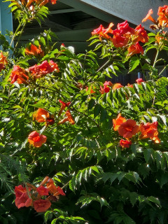 シラサギとアオサギ　　　出舞