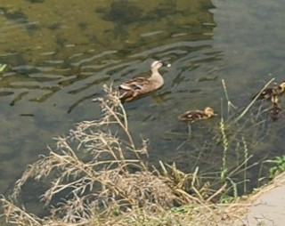 猛暑注意　　　出舞