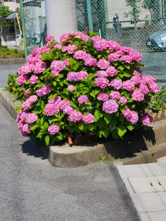 暑中お見舞い　　出舞