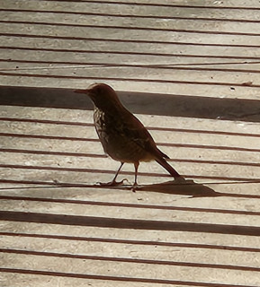 イソヒヨドリ幼鳥　　　出舞