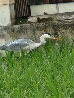 竜田川ぶらり　　　出舞