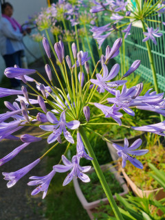 無事是名馬　　　出舞