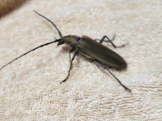 森下2発　8連勝