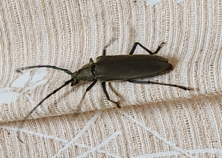 大山がいいね・・・9連勝　　　出舞