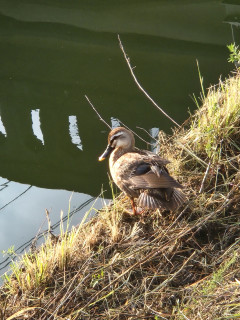 夏真っ盛り　　　出舞