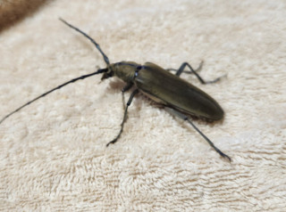 ミヤマカミキリが昇天しました。　　　出舞