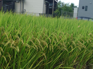 秋立ちぬ　　　　　出舞