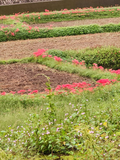 彼岸花　和歌山　　　出舞