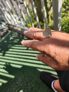 ウラギンシジミが手に乗りました。