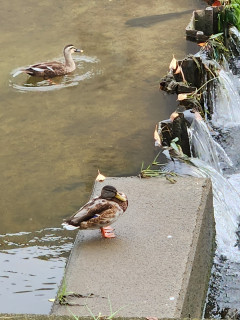 竜田川バードウォッチング　　　出舞