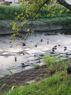 渡り鳥　　　出舞