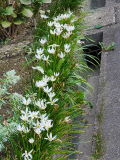 さては南京玉すだれ　　　出舞