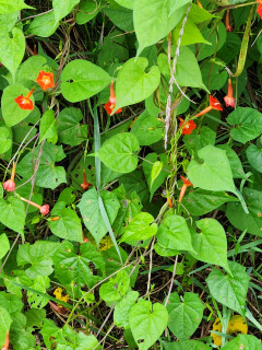 秋の野草　　　出舞