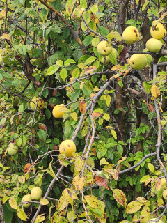 雨上がりの散歩　　　出舞