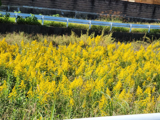 セイタカアワダチソウ　　　出舞