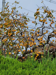 秋冷え　　　出舞
