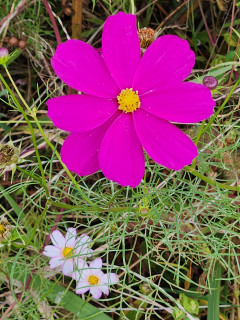 秋桜（コスモス）　　　出舞