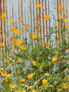 キバナコスモス　　　出舞