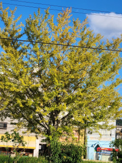 イチョウが黄葉　　出舞