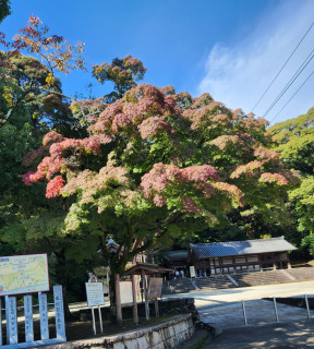 竜田川バードウォッチング　　　出舞