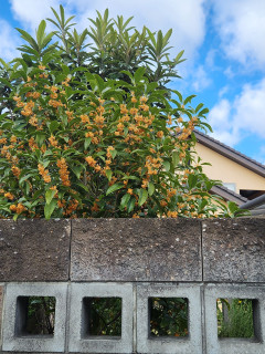 金木犀を探しに　　　出舞