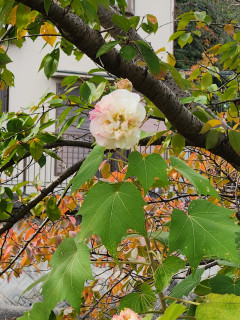 秋の果物＆花　　　出舞