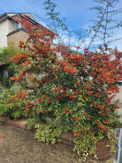 ピラカンサス　　　出舞