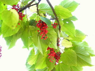 イイギリ（飯桐）とピラカンサス　　　出舞