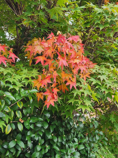 紅い木や花を探して　　　出舞