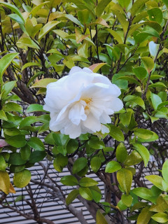 公開ダイエット　　　出舞