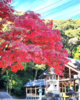 秋日和　　　出舞
