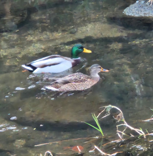 マガモ飛来　　　出舞