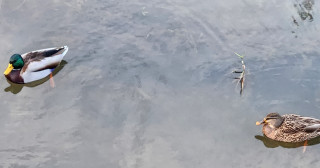 竜田川バードウォッチング　　　出舞